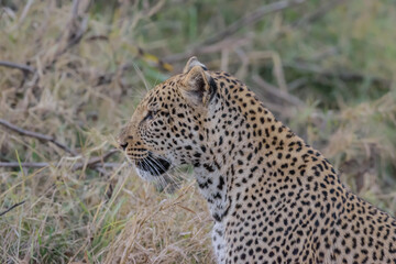 The african leopard is the most widespread leopard subspecies and is native to most of Sub-Saharan Africa.
