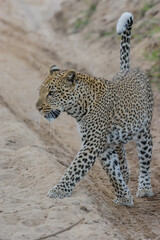 The african leopard is the most widespread leopard subspecies and is native to most of Sub-Saharan Africa.