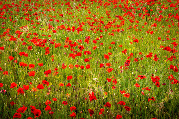 Fototapeta premium Crimson Symphony: A Field of Poppies in Southern France