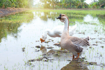 Couple Shi Tou Goose or african geese white and gray are feeding in field swamp.