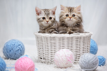 Fototapeta na wymiar Cute purebred tabby kittens in a wicker basket with balls of yarn on a white carpet in a light interior. Banner with a place for writing, a blank for an advertising layout.