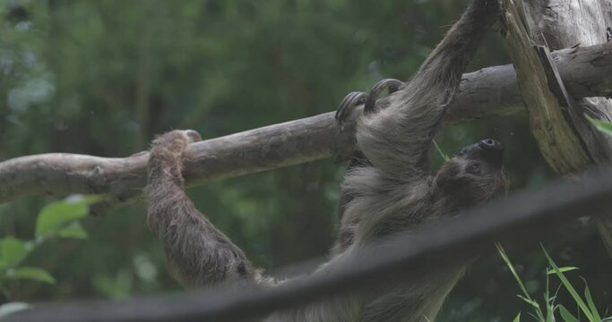 Slothful Elegance: Witness the southern two-toed sloth in its unhurried journey through the rainforest canopy, embodying an exquisite blend of grace and tranquility.