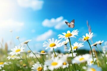 Chamomiles, daisies, butterfly, blue sky, summer landscape, Generative AI