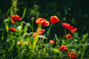 Naklejka premium Red poppies on a summer green glade in the forest. Summer floral background