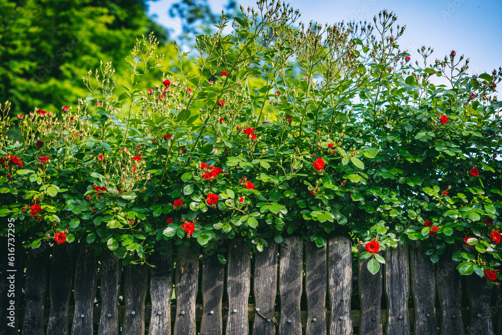 Sticker Wooden fence in the garden with blooming bright red bush of wild roses. Summer rural floral background