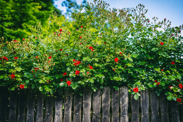 Fototapeta na wymiar Wooden fence in the garden with blooming bright red bush of wild roses. Summer rural floral background