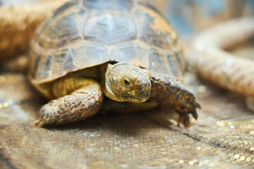 A domestic land turtle. Exotic animals at home. A petting zoo at a children's party.