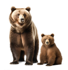 an adult grizzly bear and a cub, isolated background. Generative Ai