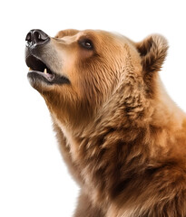 a head portait of a brown/grizzly bear, isolated background. Generative Ai