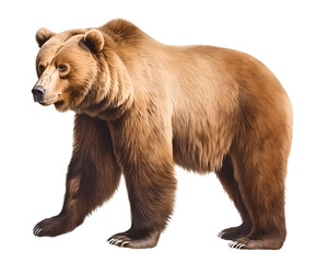 brown ear side profile view, isolated background. Generative Ai