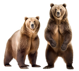 Fototapeta premium Two grizzly bear standing and sitting, isolated background. Generative Ai