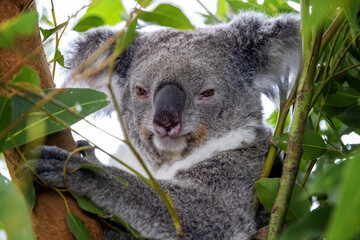 An adult koala, Phascolarctos cinereus, in a tree, Sydney, Australia. This cute marsupial is endangered in the wild