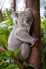 An adult koala, Phascolarctos cinereus, in a tree, Sydney, Australia. This cute marsupial is endangered in the wild