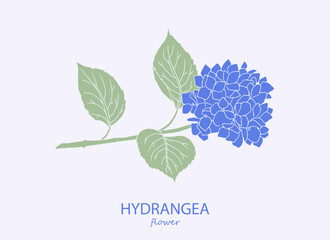  Hydrangea. Logo. Trendy botanical elements. Hand drawn line leaves and flowers. Hydrangea, flower, hydrangeas, floral illustration, blossom, bloom