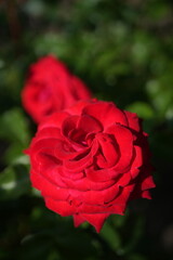 赤いバラ
