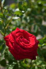 Red rose at Sapporo