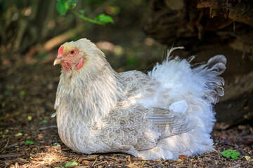 Full body of yellow-grey hen brahma chicken on the farm