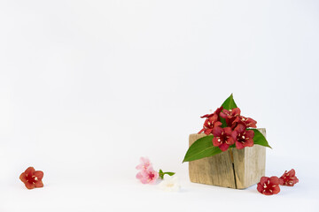 Wooden box with red flowers and green leaves isolated on white background