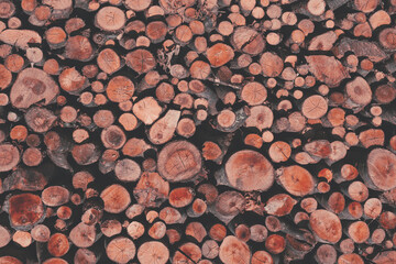 Tree trunks as a background.