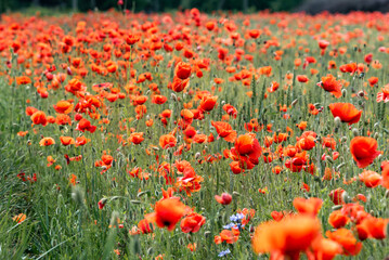 Red poppies growing on the field