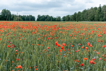 Red poppies growing on the field