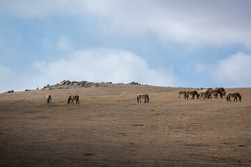 Przewalski horses are roaming free in Hustai National Park, Mongolia