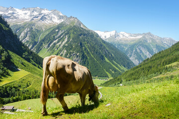 Eine grasende Kuh in den Österreichischen Alpen