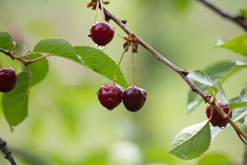 Cherry fruit on the branch, close Up