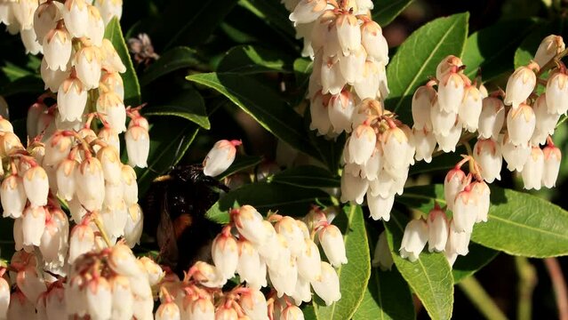  flower pieris japonica, april, garden, springtime 
