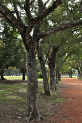 Fototapeta na wymiar Trees in park with stone path next to it