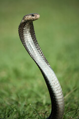 Fototapeta premium snake in the grass