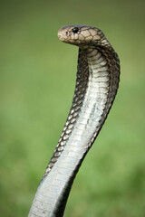Fototapeta premium snake in the grass