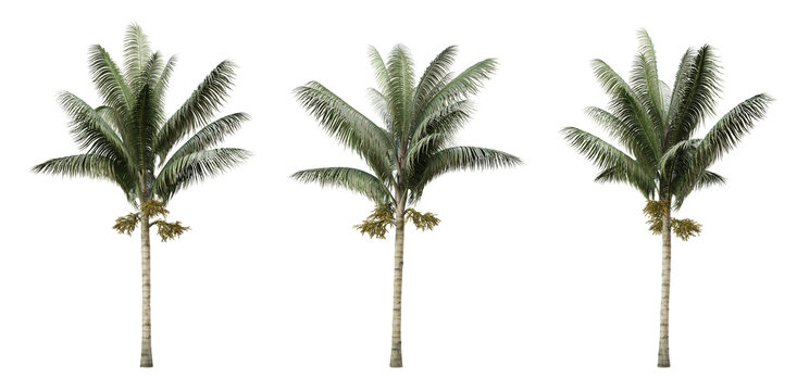 Acanthophoenix crinita palm trees on transparent background, png plant, 3d render illustration.