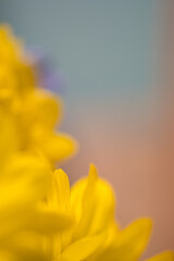 Fototapeta na wymiar yellow flower background