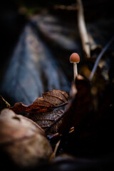 Small mushroom on forest floor