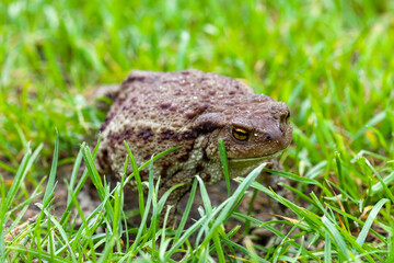 Common toad or European toad, often breathing, resting on green grass. Portrait of the face of a large amphibian in its natural habitat. Up close Shallow depth of field.