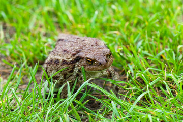 Common toad or European toad, often breathing, resting on green grass. Portrait of the face of a large amphibian in its natural habitat. Up close Shallow depth of field.