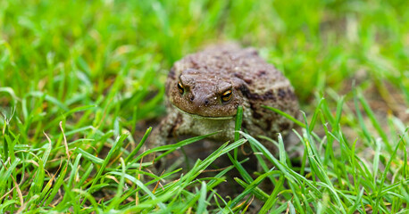 Common toad or European toad, often breathing, resting on green grass. Portrait of the face of a...