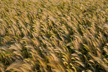 Weizenfeld, grün, gelb von oben. Verschiedene Weizengahnen.