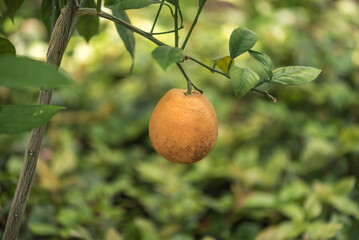 A closed-up picture of a fruit in the garden