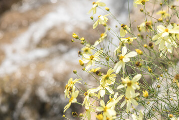 A close-up picture of yellow flowers in the field