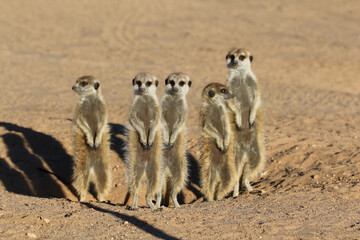 Meerkat standing in the winter morning sun, Kalahari (Kgalagadi)