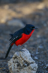 Crimson-Breasted Shrike, Kgalagadi (Kalahari)