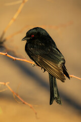 Fork-tailed Drongo in a tree in the Kalahari (Kgalagadi)