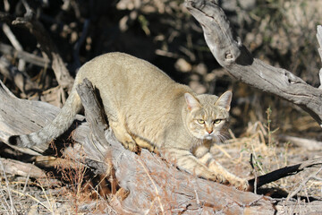 African wildcat sharpening its claws on a dead tree, Kalahari (Kgalagadi)