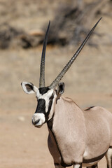 Gemsbok or Oryx profile, Kalahari (Kgalagadi)
