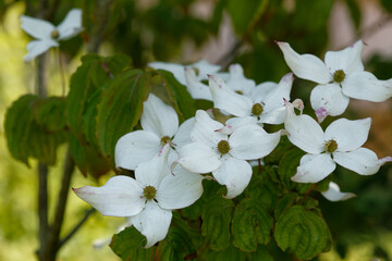 Cornouiller à fleurs d'Amérique.
