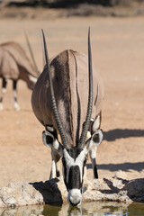 Gemsbok or Oryx drinking from a waterhole, Kalahari (Kgalagadi) 
