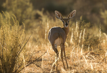 Backlit steenbok ewe in the late afternoon sun, Kalahari (Kgalagadi)