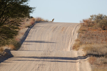 Black-backed Jackal walking on a dirt road in the Kalahari (Kgalagadi)